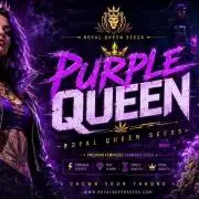 Purple Queen's Royal Rush