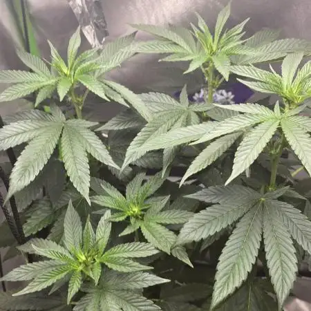 🌈 Black Rainbow Unleashed