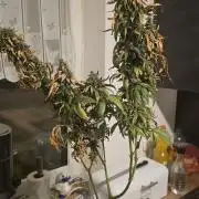 🌈 Black Rainbow Unleashed