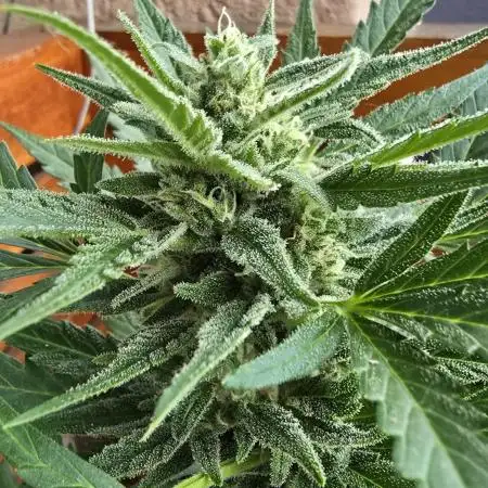 Royal Highness: The Rise of Jack👑🌿