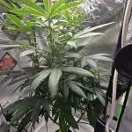 🌈 Black Rainbow Unleashed