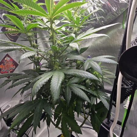 🌈 Black Rainbow Unleashed