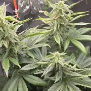 🌈 Black Rainbow Unleashed