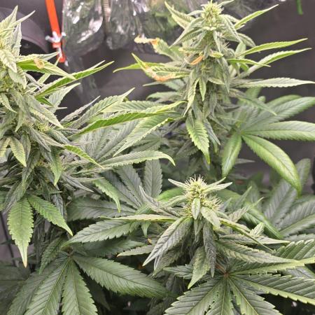 🌈 Black Rainbow Unleashed