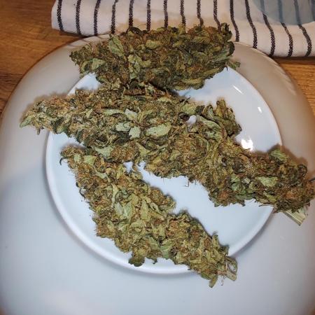 Indica (Mataro Blue) & Sativa (Amnesi-K Lemon)