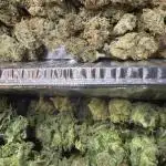 Outdoor/indoor Barney’s farm mix