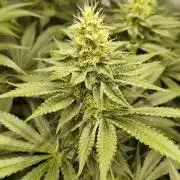 Delimed CBD Plus, Tatanka Pure CBD