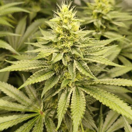 Delimed CBD Plus, Tatanka Pure CBD