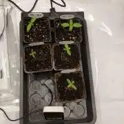 Delimed CBD Plus and Unknown CBD Strain