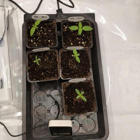 Delimed CBD Plus and Unknown CBD Strain