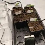 Delimed CBD Plus and Unknown CBD Strain