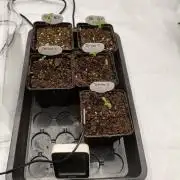 Delimed CBD Plus and Unknown CBD Strain