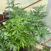 Greenhouse at my garden, CBD and auto