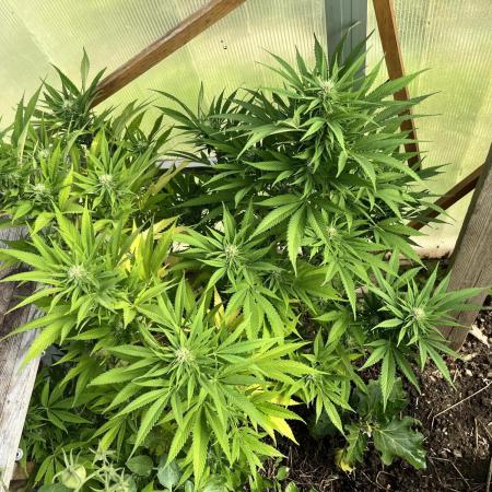 Greenhouse at my garden, CBD and auto