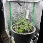 Panama Red indoors