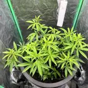 Panama Red indoors