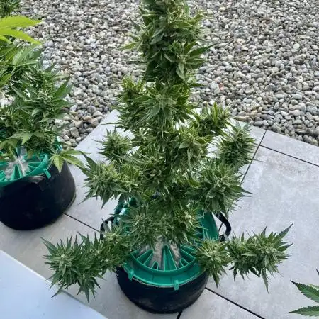 2025 Fast Buds