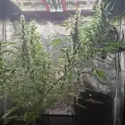 Topicana Cherry accident