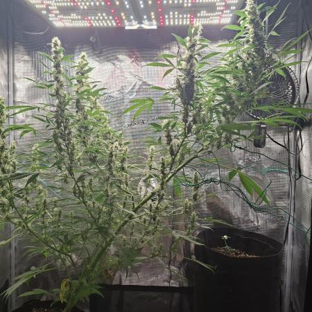 Topicana Cherry accident