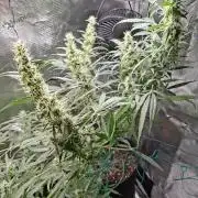 Topicana Cherry accident