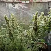 Topicana Cherry accident