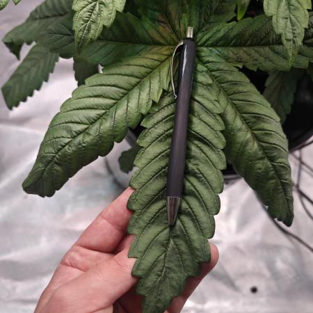 Anesia Mutant Grow