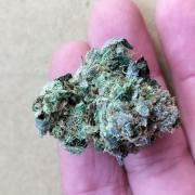 Banana DWC
