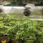 Indoor/Outdoor mix