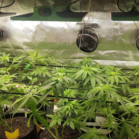 Indoor/Outdoor mix