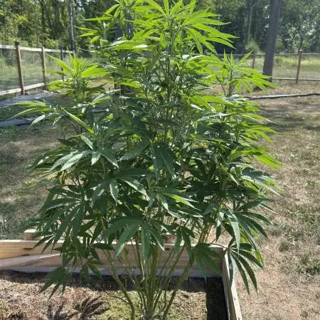Pink Runtz bag seed