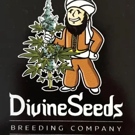 Divine Seeds Auto AK-47 XL