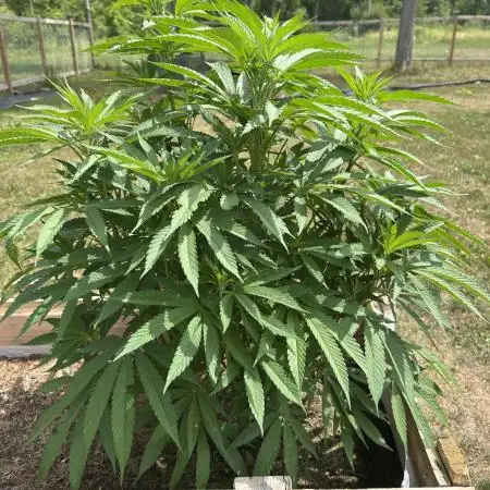 Pink Runtz bag seed