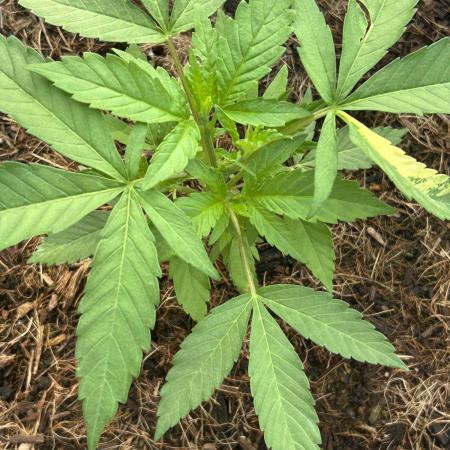 Pink Runtz bag seed