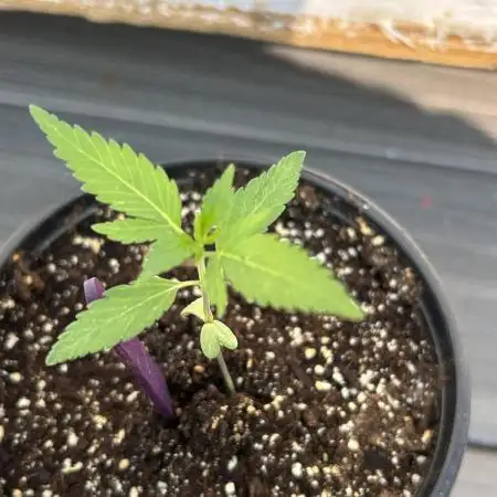 Pink Runtz bag seed