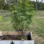 Pink Runtz bag seed