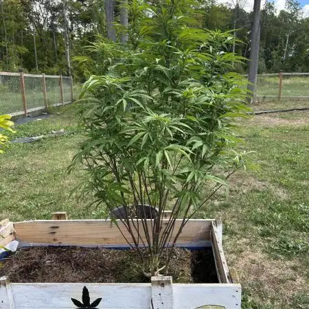 Pink Runtz bag seed
