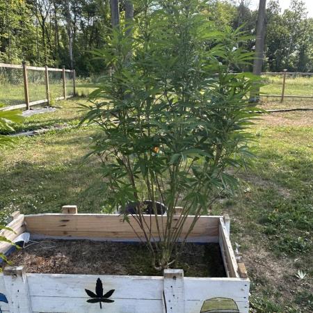 Pink Runtz bag seed