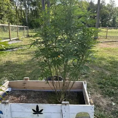 Pink Runtz bag seed
