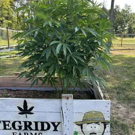 Pink Runtz bag seed
