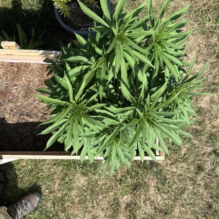 Pink Runtz bag seed
