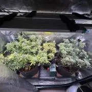 Slush Mint Cake & Skywalker Haze