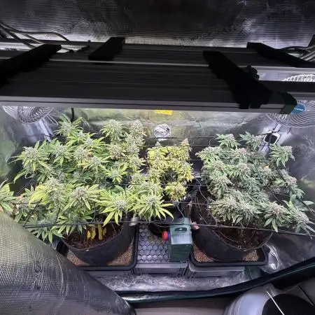 Slush Mint Cake & Skywalker Haze