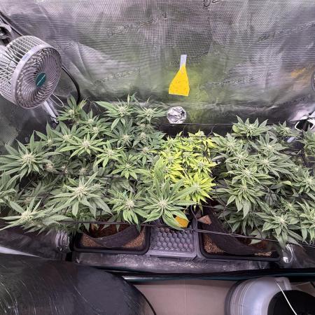 Slush Mint Cake & Skywalker Haze