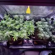 Slush Mint Cake & Skywalker Haze