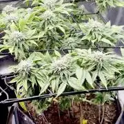 Slush Mint Cake & Skywalker Haze
