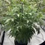 Pound Cake auto by Fast Buds
