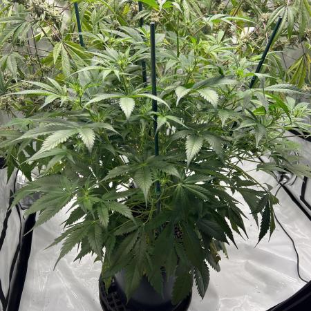 Pound Cake auto by Fast Buds