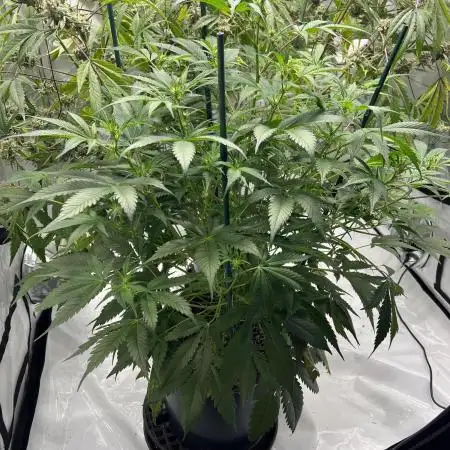 Pound Cake auto by Fast Buds