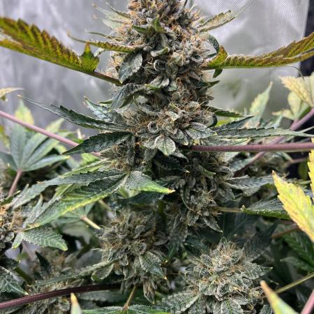 Romulan Kush Auto - Laughing Hyena Seeds