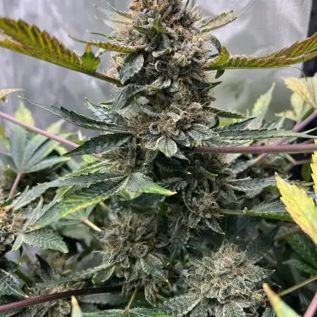 Romulan Kush Auto - Laughing Hyena Seeds